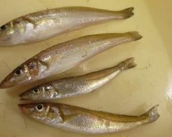 子供の日のコンビナートは人だらけ。